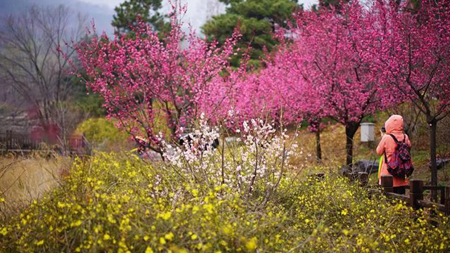 重磅官宣！北京植物园2021年桃花观赏季活动来了，最全攻略拿走！