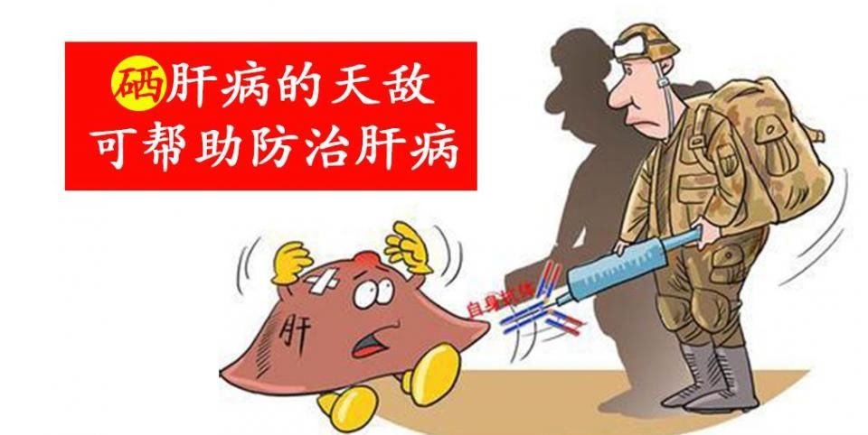 硒肝病的天敌,可帮助防治肝病