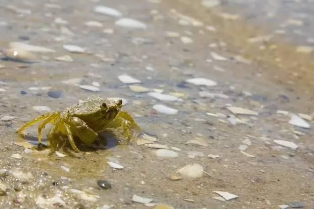 澳洲小龙虾,加拿大螃蟹,美国鲤鱼,中国吃货要救