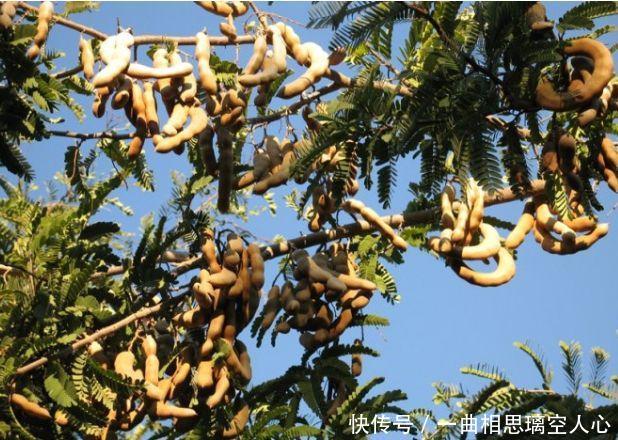 钙中之王,营养价值极高!越吃越健康的水果,你认