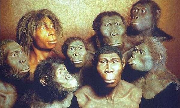我们人类的祖先是艾达, 同时也是猿、猴的共