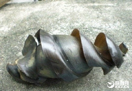 螺旋状像个鱼雷:鲨鱼卵原来长这样