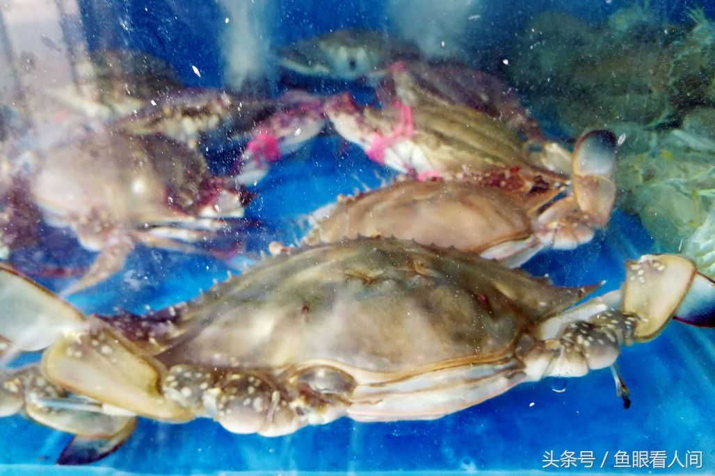 梭子蟹超越海参鲍鱼成市场最贵海鲜 春季最高