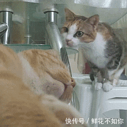 搞笑GIF动图:今儿要不给你露一手你都不知道这