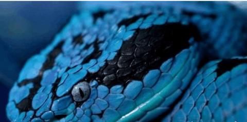 世界上最毒蓝蛇, 价值350万变异毒蛇尾巴能解毒