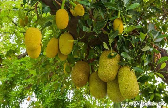 农村这种水果树,不砍它几刀就不结果,一般人都