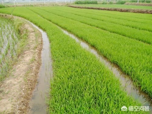 中国为什么要从国外进口大量粮食?