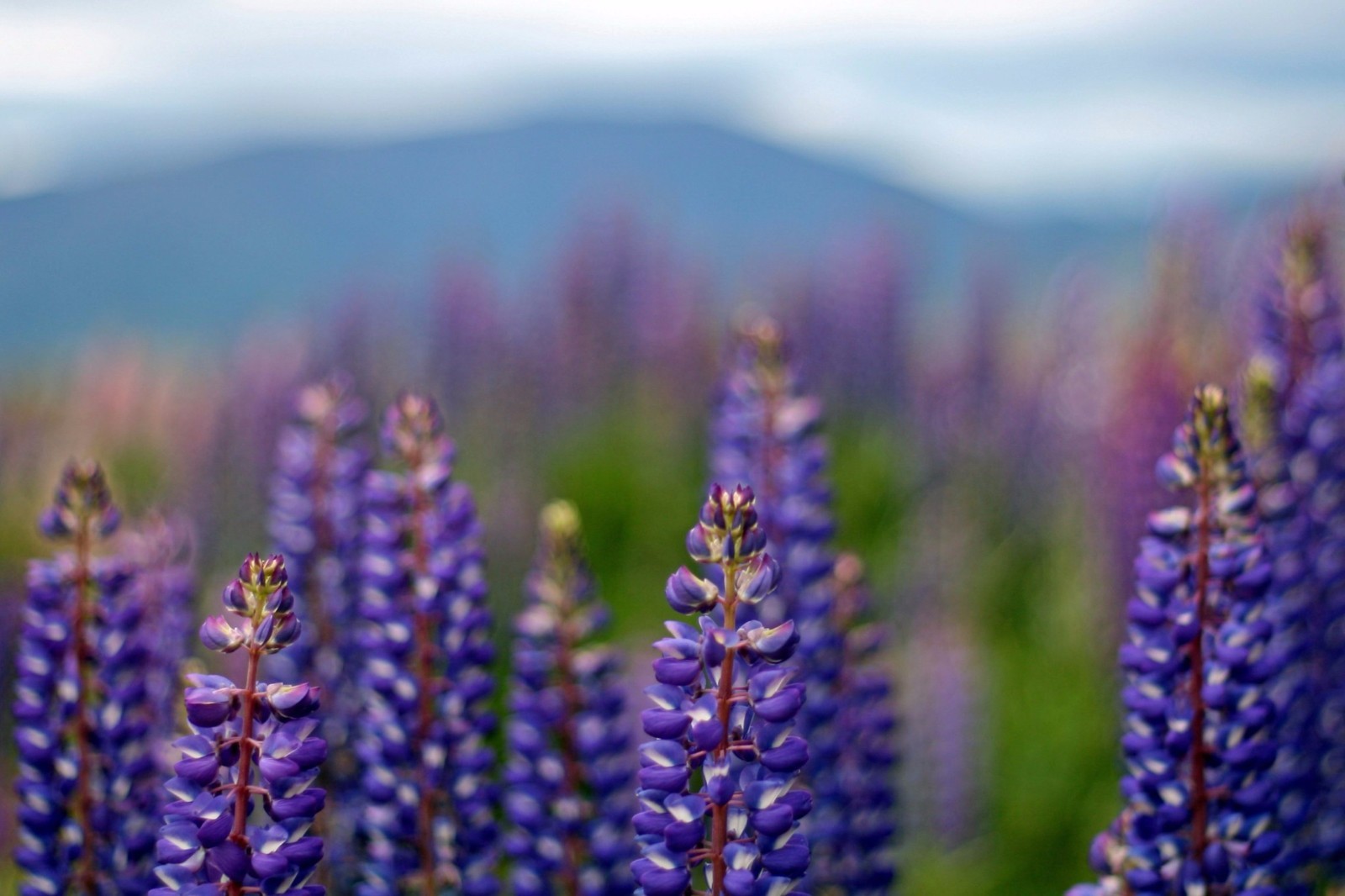 旧护照换新护照,还有一堆没过期的多次往返签