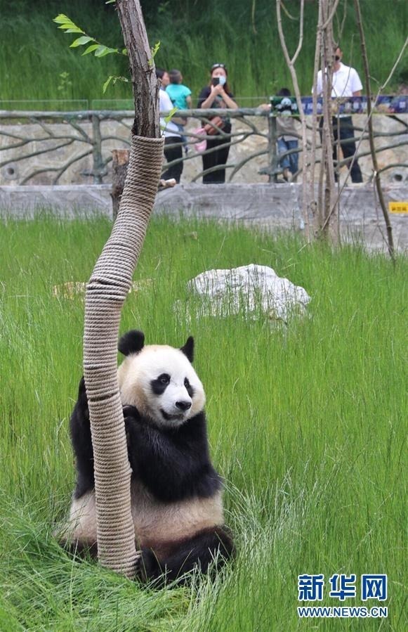 在位于四川省阿坝藏族羌族自治州的九寨沟大熊猫园拍摄的大熊猫(6月19日摄)。