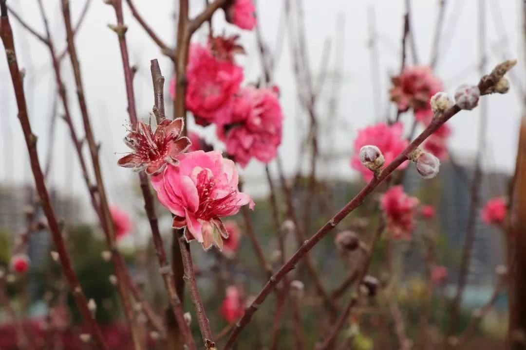 3000株桃花含苞待放!过年到三水西南赏粉色花