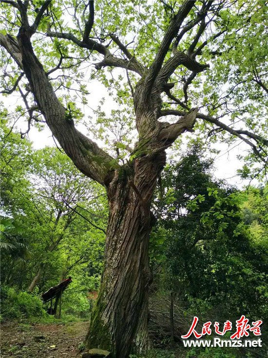 傅喜群:我家的老板栗树