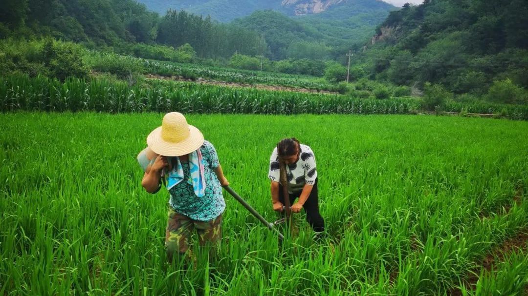 瞧~旱稻落户喇叭沟门啦! 瞧~旱稻落户喇叭沟门啦!