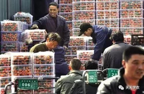 今年春节柑橘好不好卖,该不该种柑橘?答案一目