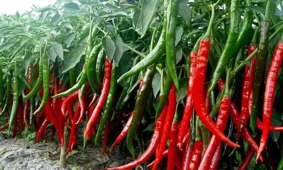 农村社保每年交100元交满十五年到时候能领多