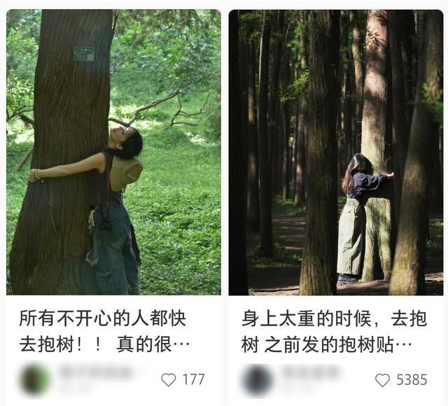 热评|这届年轻人流行“抱树”解压?抱树虽好,可别轻信“疗法”_北京时间