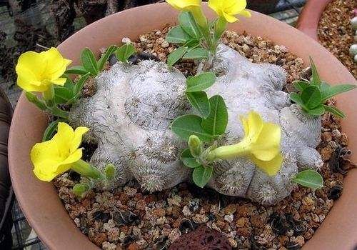 世界十大名贵多肉植物排行榜,最贵价格20W以