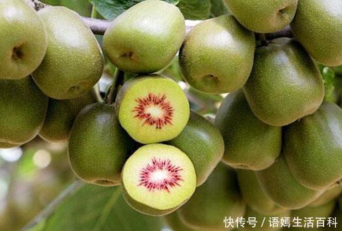 经常吃猕猴桃好处多多,但营养师却说:这3类人