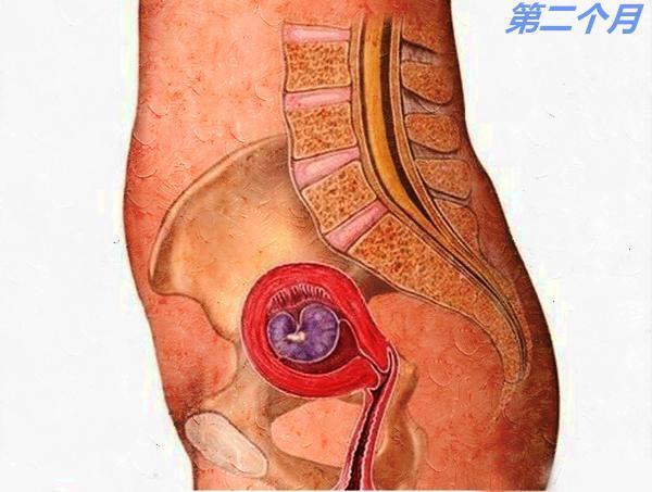 每个月的胎儿都会变成什么样子?神奇!