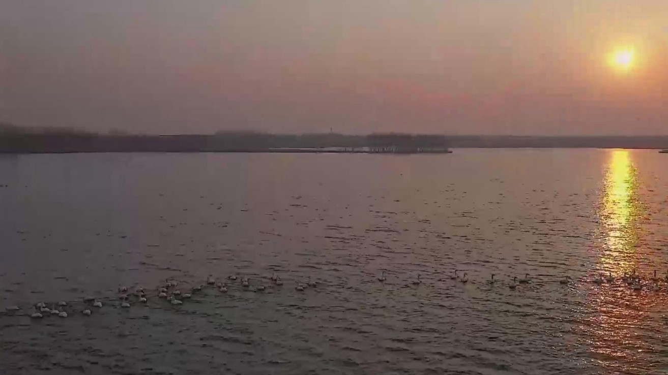 天气回暖 冰雪消融 这里正在上演真正的“天鹅湖”！