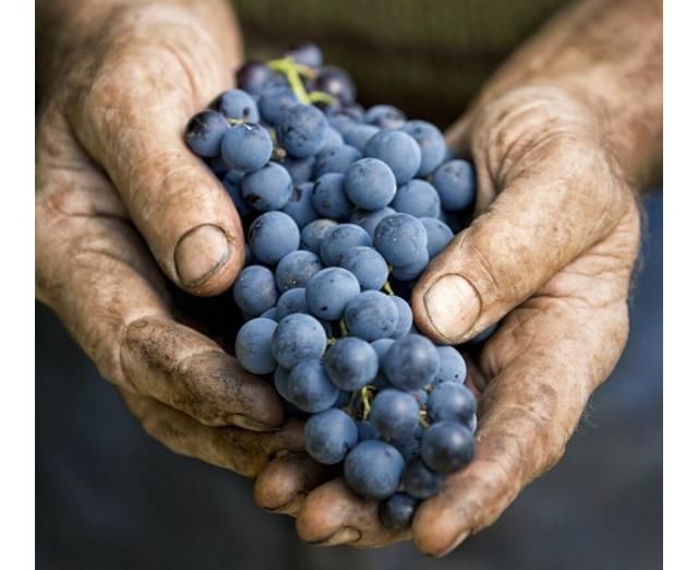 关于波尔多葡萄酒的分级制度匠人酒庄