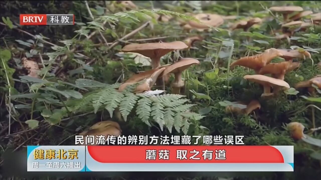 《健康北京》20220907蘑菇 取之有道