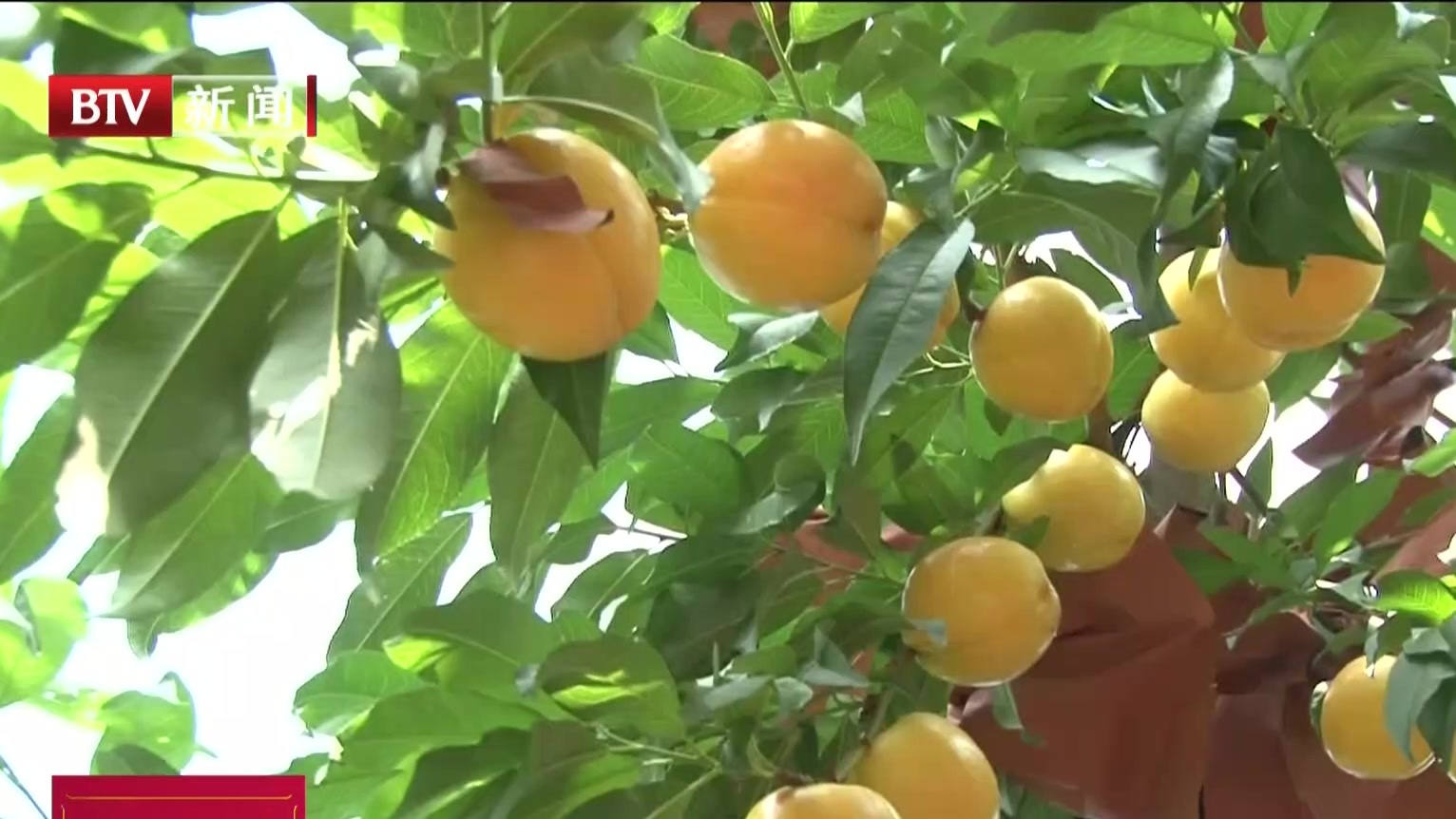 22万亩平谷大桃陆续成熟上市