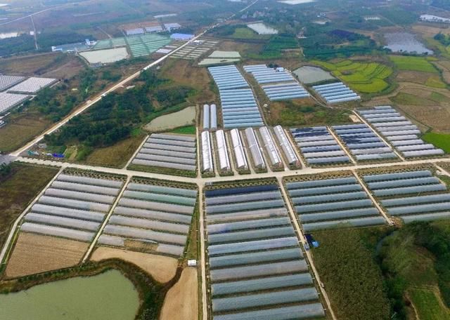 聚焦未来的乡村啥模样?合肥绘出乡村振兴路线