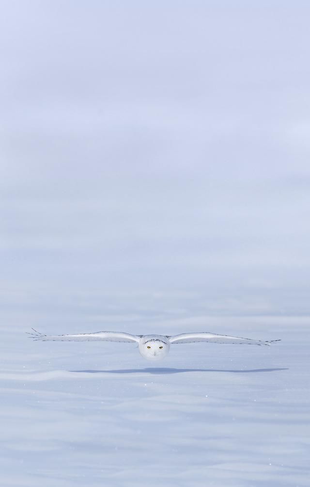 锤子坚果R1内置壁纸分享:简约素雅,让你爱上每