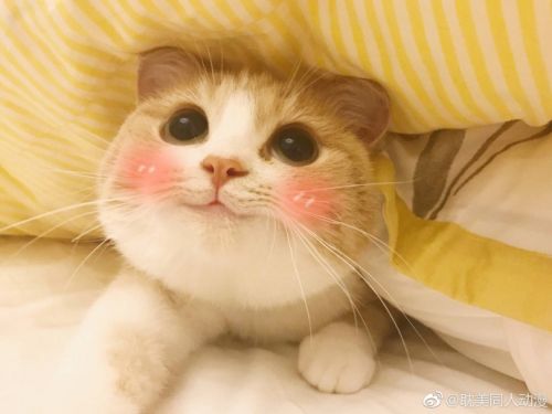 你是吃可爱多长大的吗 bobi小萌猫表情包gif图片