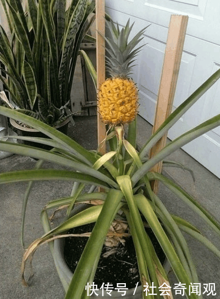 男子吃完菠萝顺手把菠萝叶种在土里,三年后的