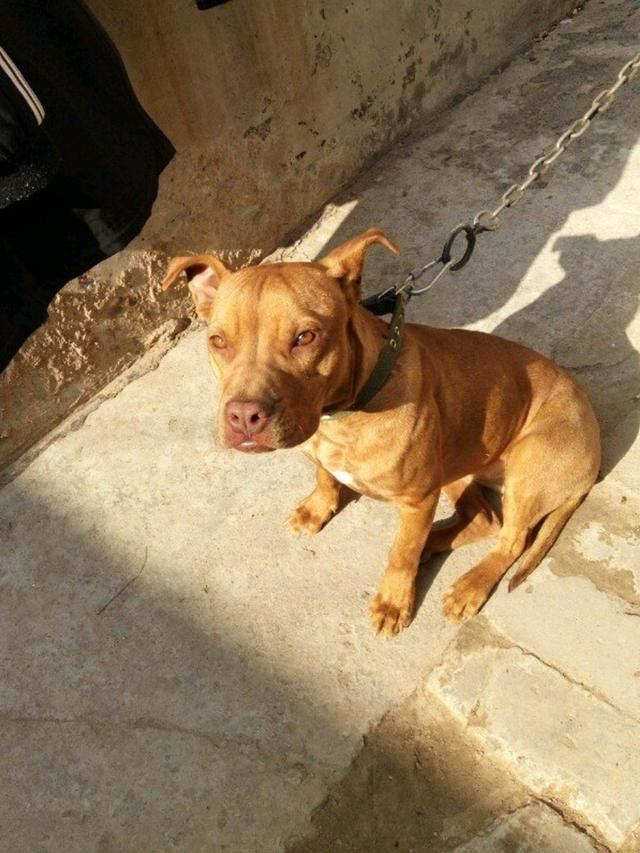 刘三农打油诗:猛犬可斗牛,小犬受人宠,可怜小土狗,给谁谁不疼