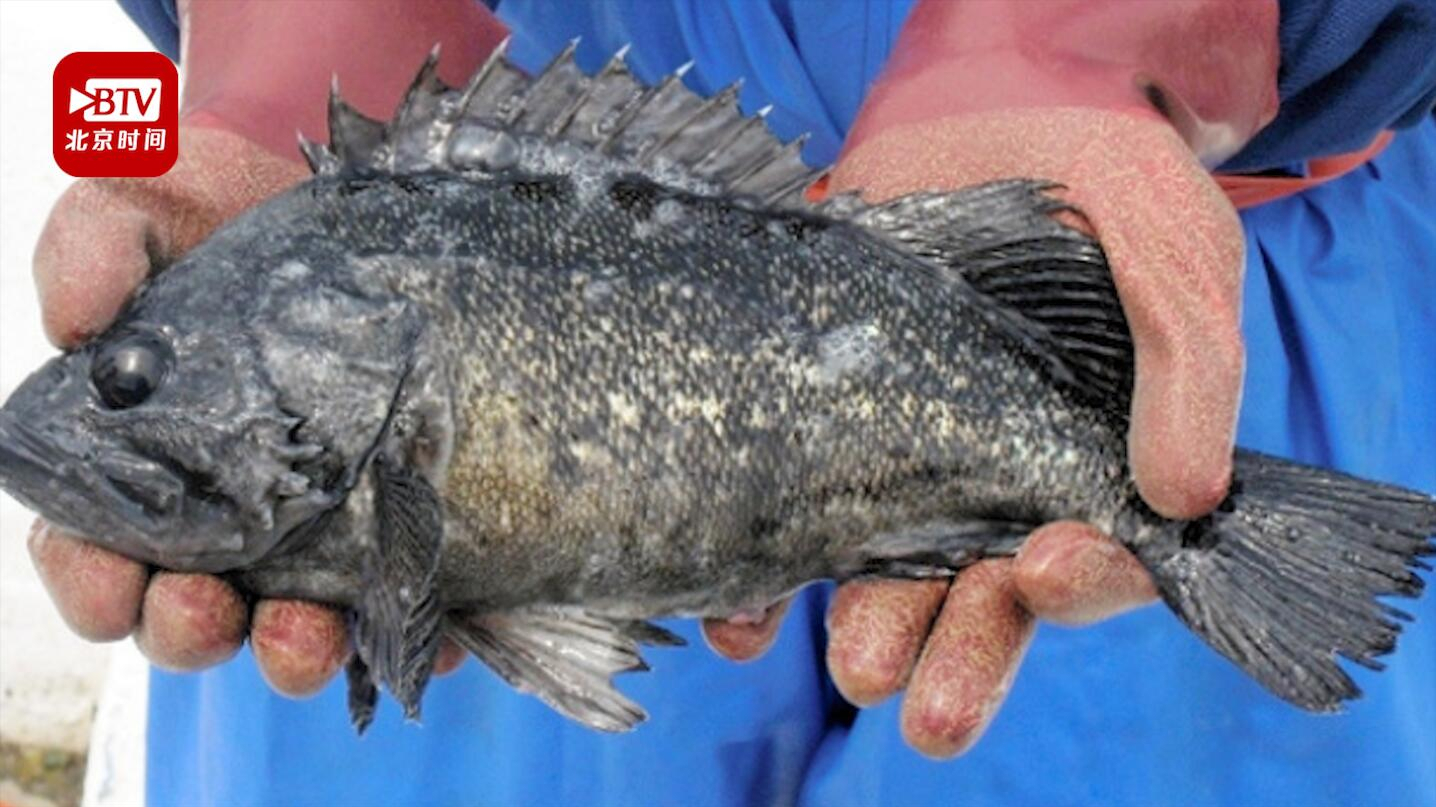 日本福岛附近海域鱼放射性物质超标：铯含量是食品标准值的5倍