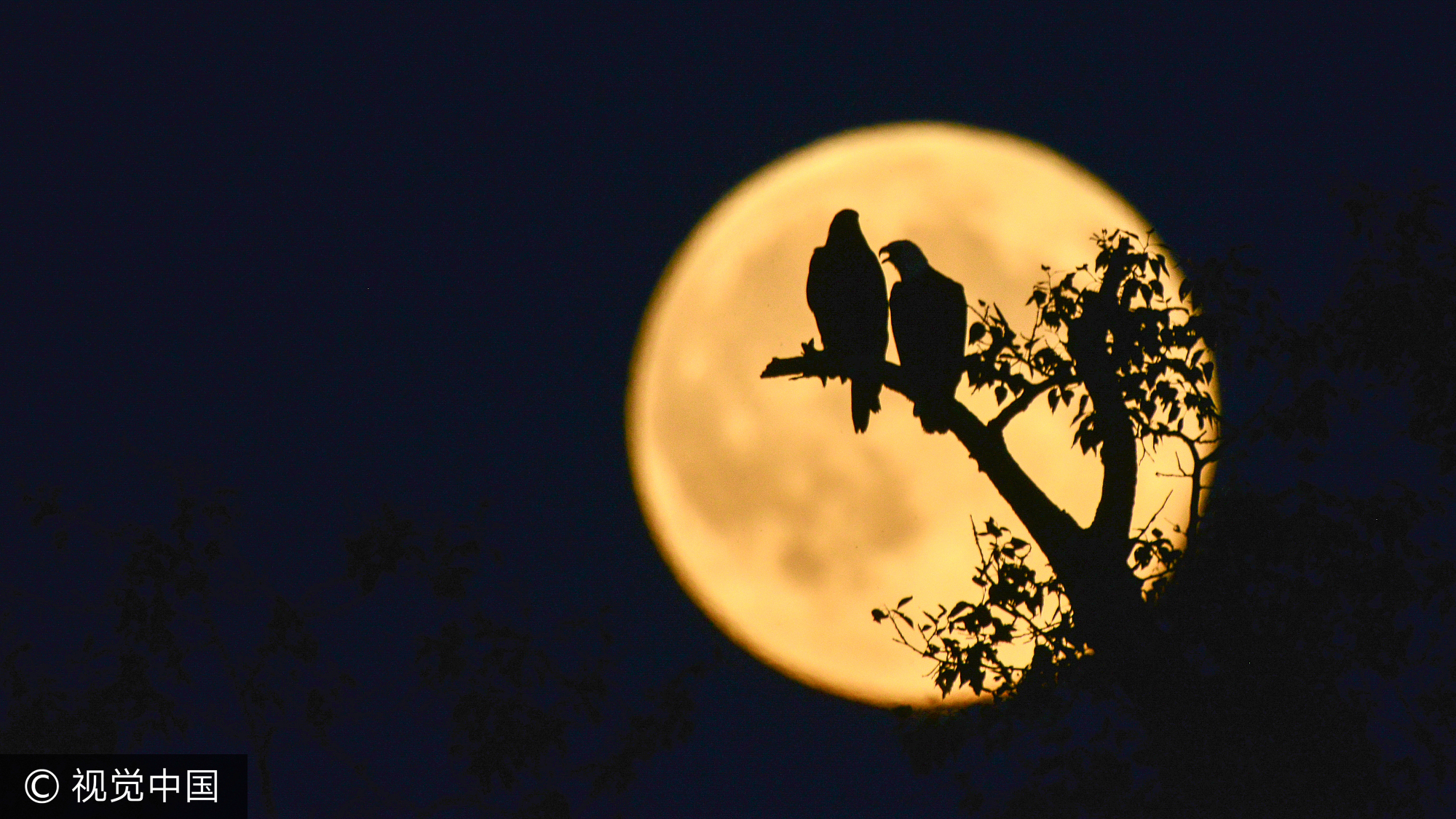 当地时间2014年8月10日,美国缅因州普雷斯克艾尔,两只秃鹰站在“超级月亮”前的树枝上。“超级月亮”是指月亮距离地球最近时的状态,按照天文学的说法就是月球轨道到达最接近地球的位置。美国61岁的摄影师保罗·希尔当天恰好拍摄到了两只秃鹰停在同一树枝上“赏月”的情景,可惜另一只刚停下不久,之前呆在树枝上的秃鹰就提前飞走了。