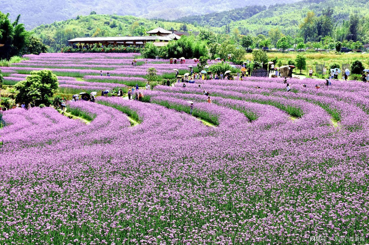 福建闽侯:做大做强农业产业 助力乡村振兴战略