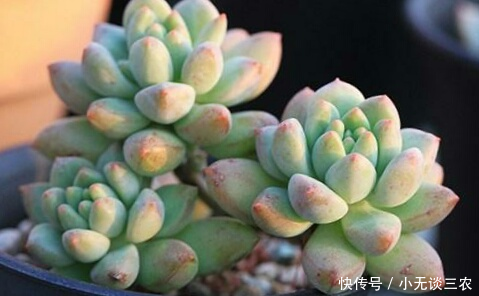 多肉植物多长时间浇一次水比较合适?来看看这