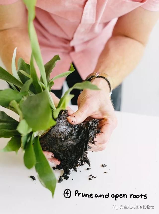 我说鹿啊,你的角怎么都绿了?!火遍INS的网红植