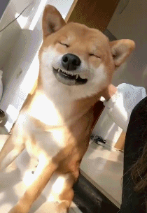 搞笑gif:好看的皮囊千篇一律,有趣的灵魂不忍直视 搞笑gif:古有司马光