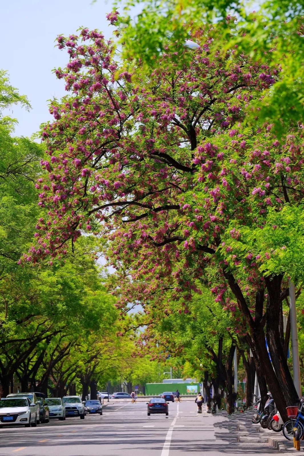 海淀这条迷人的粉紫色槐花大道你知道吗?