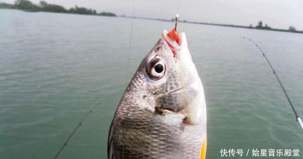 我国黄海中有种鱼名叫黄鲷鱼肉质鲜美,特别好