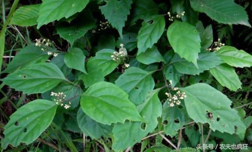 农村有种"怪树",叶子很臭却能做成绿色的豆腐,口感爽滑有营养