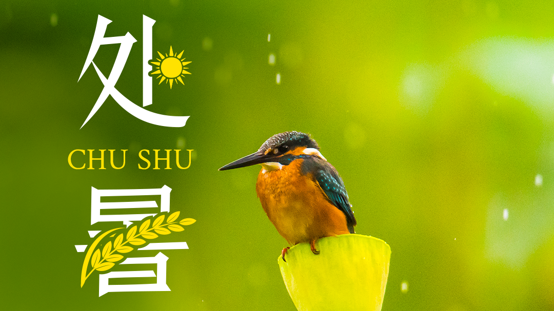 今日处暑，即将出伏！天气转凉，八个养生小知识需掌握→