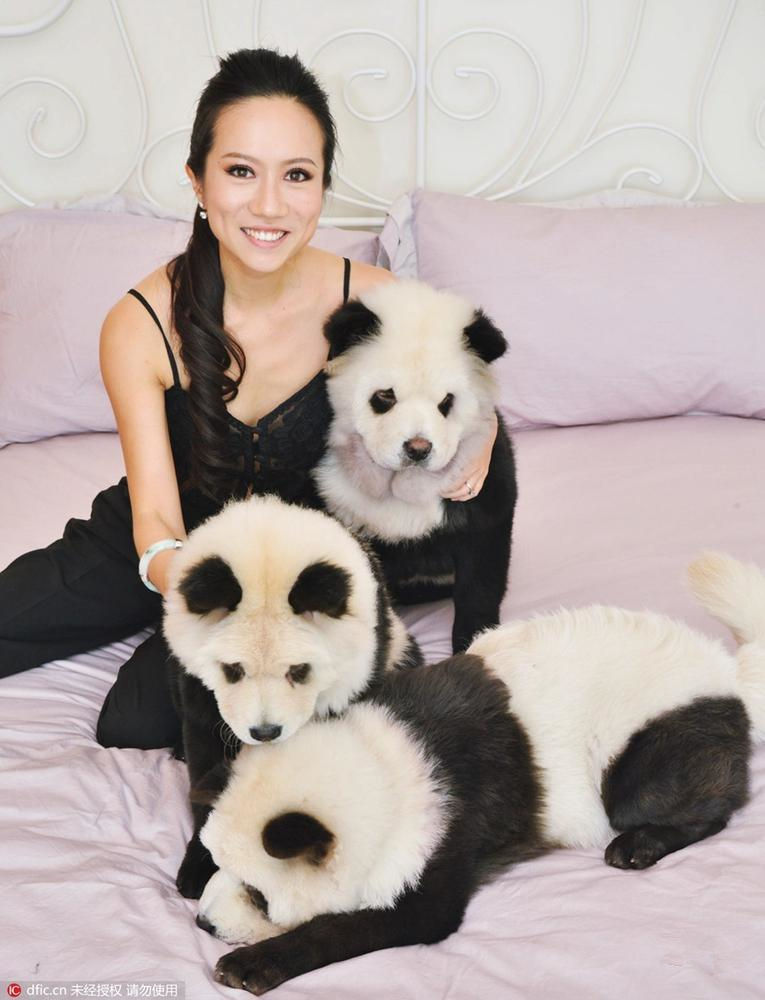 这三只狗狗来自新加坡，分别叫“豆豆”、“土豆”和“玉米”，原本毛色是纯白的，主人将它们染成了熊猫的模样。