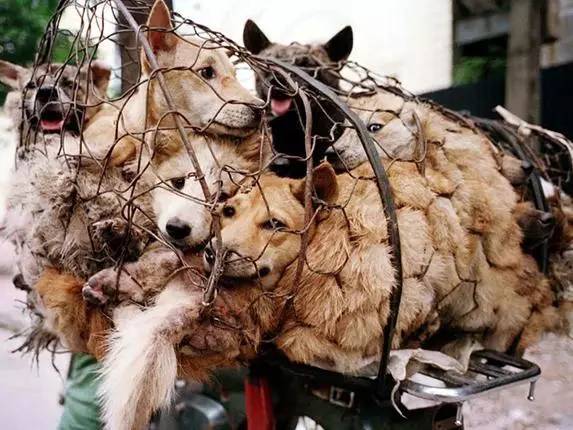 爱狗人士的劣行拯救了"狗肉节"