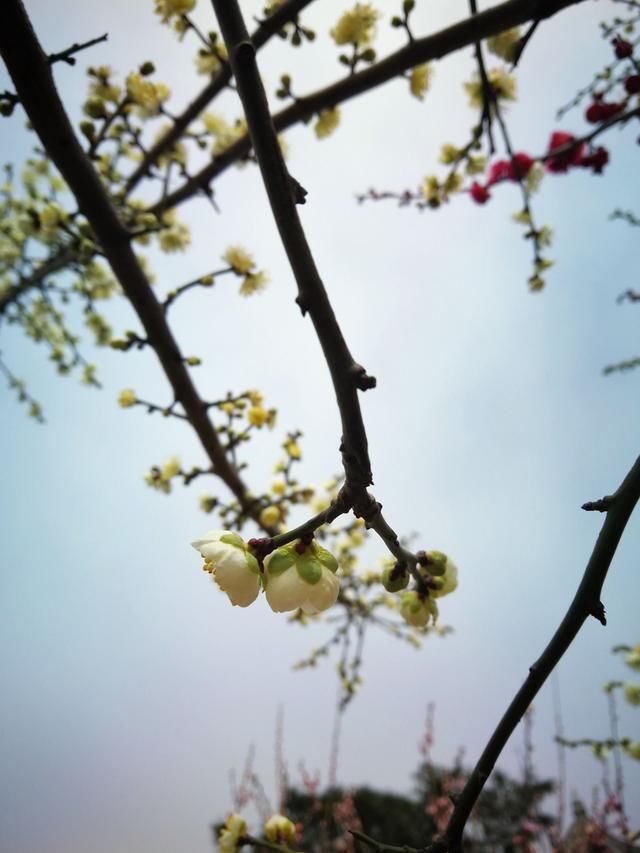 奇苏州一株树上罕见红绿双色梅花同绽放