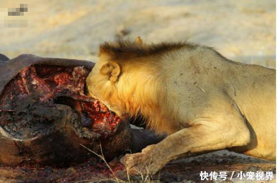 狮子猎杀完在吃肉,不过这皮实在太厚,狮子表情都变样了