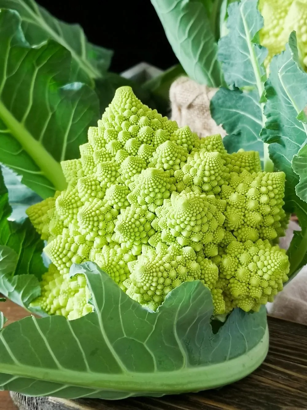 积极引进芽球菊苣,宝塔菜花,抱子甘蓝,冰菜等多种特色蔬菜,推广蔬菜