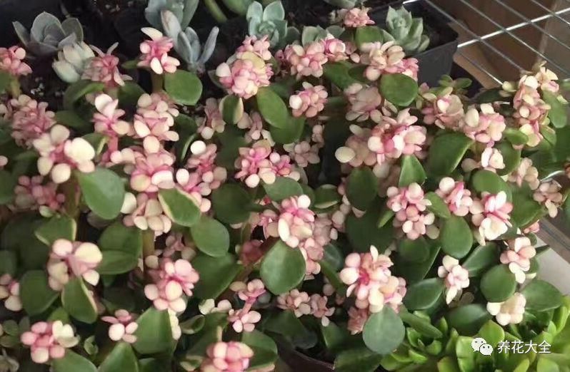 叶插金钱树,不出半月就生根,想要多少有多少!