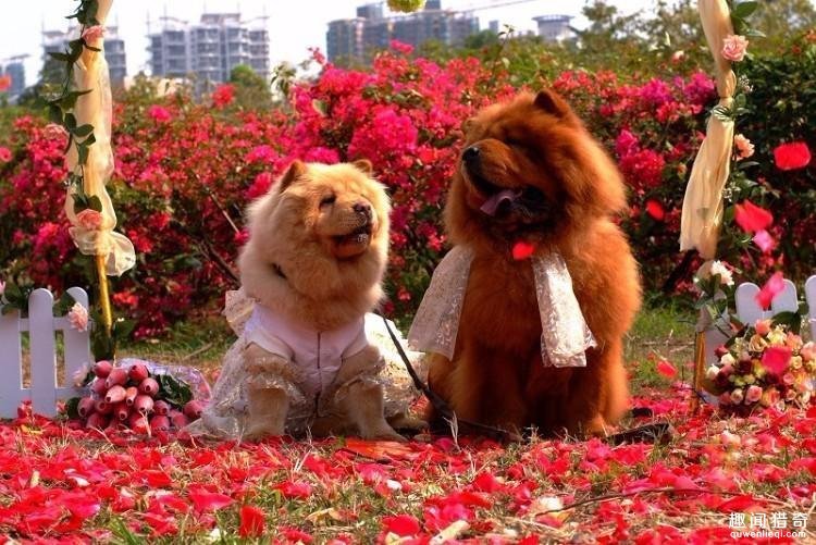 同时，单身狗在词义上有自贬和自嘲的意味，带有诙谐的网络用语色彩。