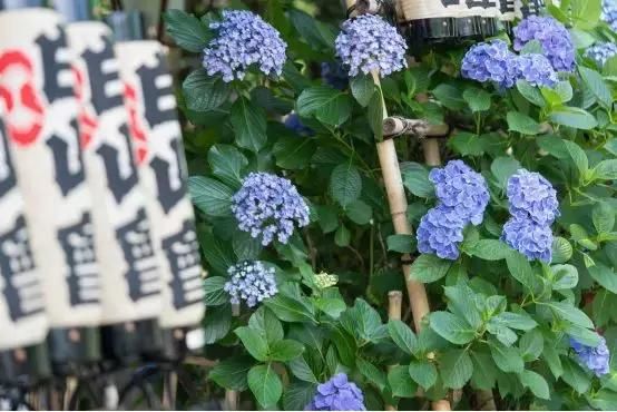 紫阳花之诗日语歌词的简单介绍