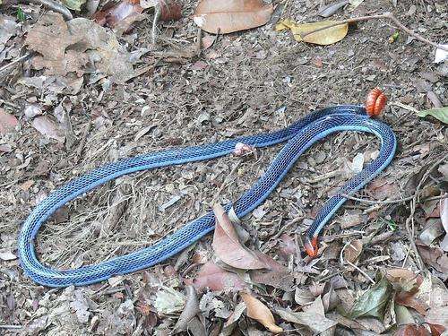 东南亚最神秘莫测的毒蛇之一 别看他们身材小